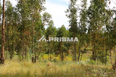 Farm i Castelo Branco, Castelo Branco, Castelo Branco - € 60.000 | Ref: PP4359 - foto 9
