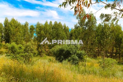 Farm i Castelo Branco, Castelo Branco, Castelo Branco - € 60.000 | Ref: PP4359 - foto 10