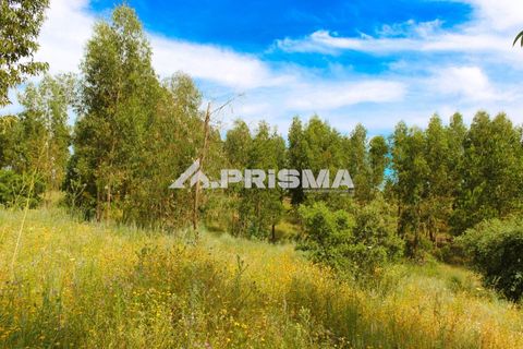 Farm i Castelo Branco, Castelo Branco, Castelo Branco - € 60.000 | Ref: PP4359 - foto 11