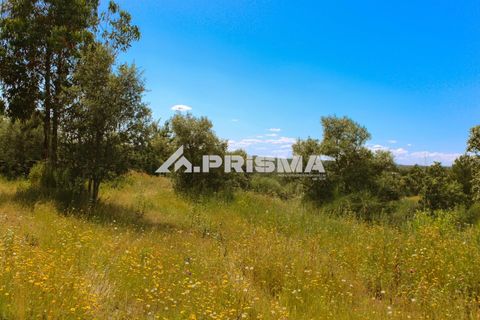 Farm i Castelo Branco, Castelo Branco, Castelo Branco - € 60.000 | Ref: PP4359 - foto 12