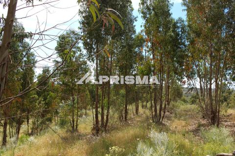Farm i Castelo Branco, Castelo Branco, Castelo Branco - € 60.000 | Ref: PP4359 - foto 13