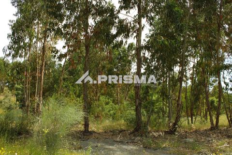 Farm i Castelo Branco, Castelo Branco, Castelo Branco - € 60.000 | Ref: PP4359 - foto 14