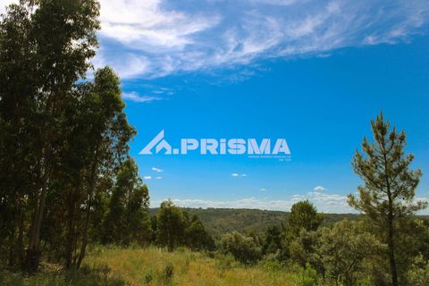 Farm i Castelo Branco, Castelo Branco, Castelo Branco - € 60.000 | Ref: PP4359 - foto 16