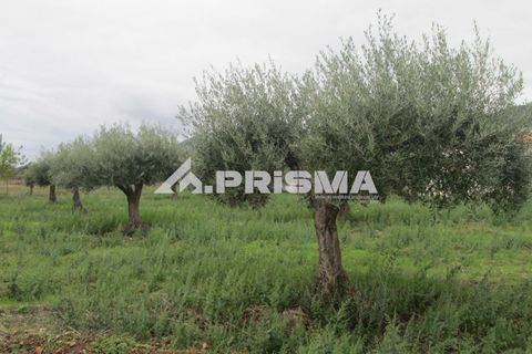 Byhus i Idanha-a-Nova, Castelo Branco, Idanha-a-Nova - € 300.000 | Ref: PP4470 - foto 45