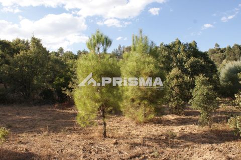 Tomt i Fundao, Castelo Branco, Fundao - € 150 000 | Ref: PP4447 - foto 3