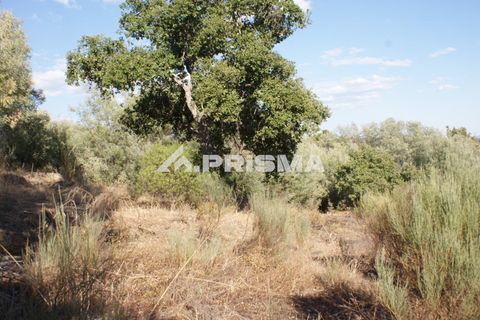 Tomt i Fundao, Castelo Branco, Fundao - € 150 000 | Ref: PP4447 - foto 4