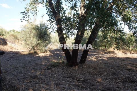 Tomt i Fundao, Castelo Branco, Fundao - € 150 000 | Ref: PP4447 - foto 10