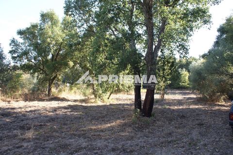 Tomt i Fundao, Castelo Branco, Fundao - € 150 000 | Ref: PP4447 - foto 11