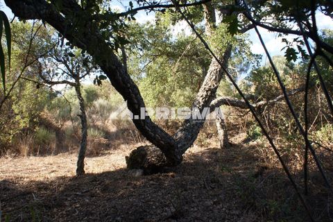 Tomt i Fundao, Castelo Branco, Fundao - € 150 000 | Ref: PP4447 - foto 12