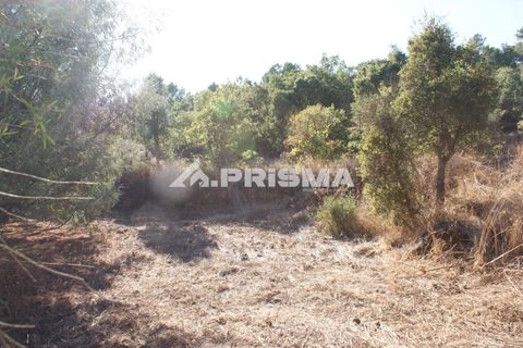 Tomt i Fundao, Castelo Branco, Fundao - € 150 000 | Ref: PP4447 - foto 13