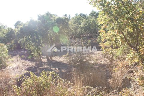 Tomt i Fundao, Castelo Branco, Fundao - € 150 000 | Ref: PP4447 - foto 15