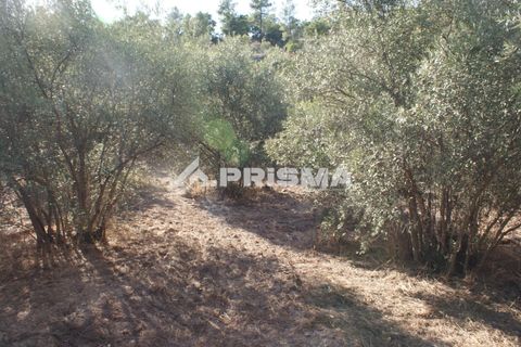 Tomt i Fundao, Castelo Branco, Fundao - € 150 000 | Ref: PP4447 - foto 31