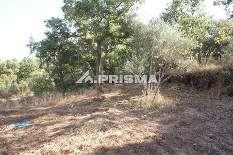 Tomt i Fundao, Castelo Branco, Fundao - € 150 000 | Ref: PP4447 - foto 35