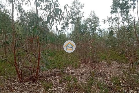 Helårsgrund i Agueda, Aveiro, Agueda - € 130.000 | Ref: 2TC2827 - foto 4