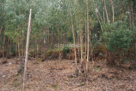 Terra a Marmelete, Faro, Marmelete - € 27.000 | Ref: GP-TER389 - foto 3