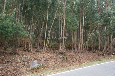 Terra a Marmelete, Faro, Marmelete - € 27.000 | Ref: GP-TER389 - foto 4