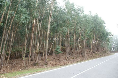 Terra a Marmelete, Faro, Marmelete - € 27.000 | Ref: GP-TER389 - foto 6