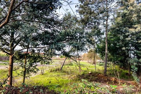 Terra a Agueda, Aveiro, Agueda - € 120.000 | Ref: 408240079 - foto 3