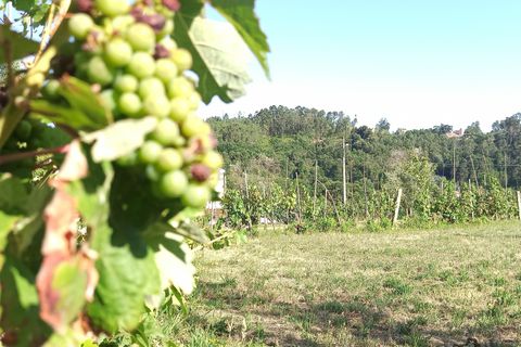 Helårsgrund i Viseu, Viseu, Viseu - € 106.500 | Ref: C0203-01968 - foto 4