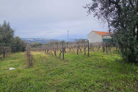 Helårsgrund i Viseu, Viseu, Viseu - € 39.000 | Ref: C0203-02231 - foto 6