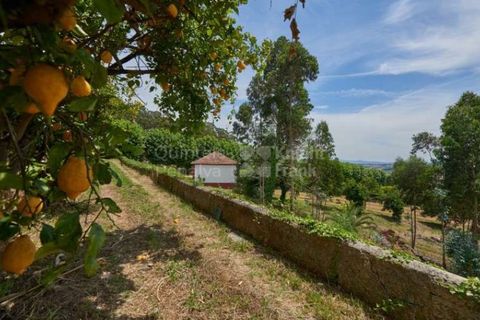 Farm i Agueda, Aveiro, Agueda - € 1.900.000 | Ref: PROP-003206 - foto 34