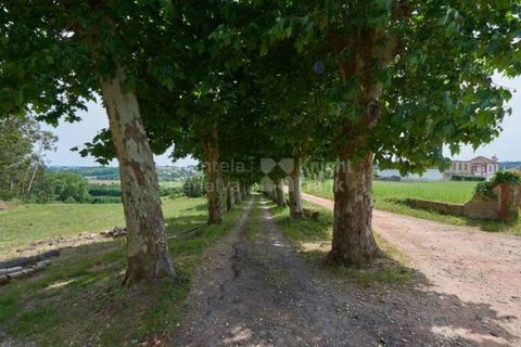 Farm i Agueda, Aveiro, Agueda - € 1.900.000 | Ref: PROP-003206 - foto 36