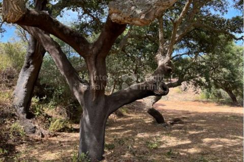 Helårsgrund i Evora, Evora, Evora - € 630.000 | Ref: PROP-026974 - foto 3