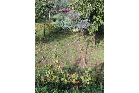Tomt i Arganil, Coimbra, Arganil - € 34 900 | Ref: TER_4216 - foto 10