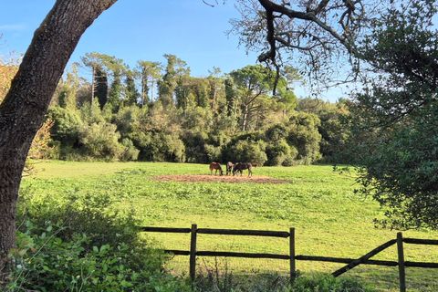 Farm i Obidos, Leiria, Obidos - € 4.500.000 | Ref: MM002410 - foto 22