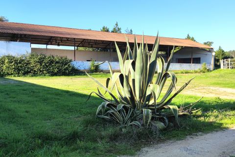 Farm i Obidos, Leiria, Obidos - € 4.500.000 | Ref: MM002410 - foto 21