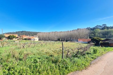 Helårsgrund i Agueda, Aveiro, Agueda - € 24.900 | Ref: TER_637 - foto 5