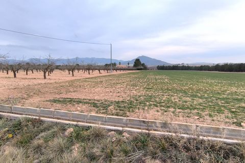 Helårsgrund i Yecla, Murcia, Yecla - € 39.999 | Ref: 40059-PB - foto 2