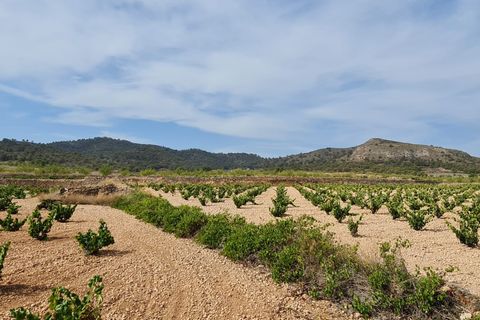 Terra a Abanilla, Murcia, Abanilla - € 68.961 | Ref: 66007 - foto 6