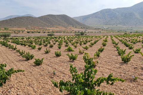Terra a Abanilla, Murcia, Abanilla - € 29.502 | Ref: 66006 - foto 3