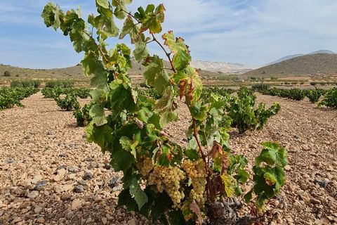 Terra a Abanilla, Murcia, Abanilla - € 29.502 | Ref: 66006 - foto 4