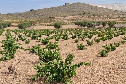 Terra a Abanilla, Murcia, Abanilla - € 29.502 | Ref: 66006 - foto 13