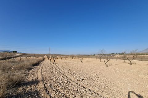 Terra a Jumilla, Murcia, Jumilla - € 17.995 | Ref: 51221 - foto 5