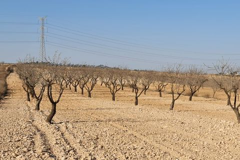 Terra a Jumilla, Murcia, Jumilla - € 17.995 | Ref: 51221 - foto 6