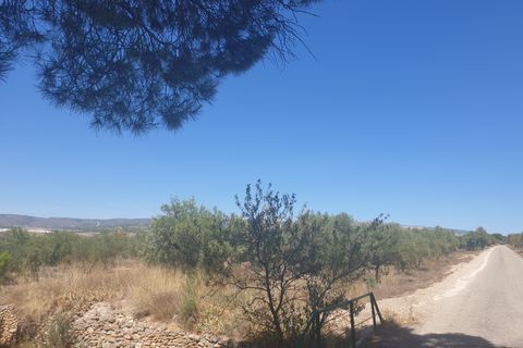 Terra a Biar, Alicante, Biar - € 29.995 | Ref: 11813C2308 - foto 6