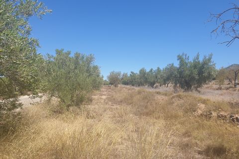 Terra a Biar, Alicante, Biar - € 29.995 | Ref: 11813C2308 - foto 7
