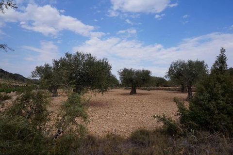 Tomt i Yecla, Murcia, Yecla - € 29 995 | Ref: 9403 - foto 3