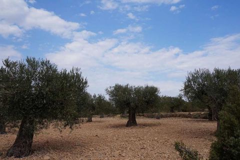 Tomt i Yecla, Murcia, Yecla - € 29 995 | Ref: 9403 - foto 4