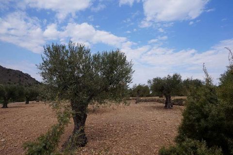 Tomt i Yecla, Murcia, Yecla - € 29 995 | Ref: 9403 - foto 5