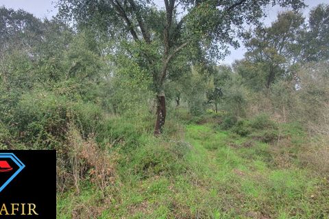 Helårsgrund i Tomar, Santarem, Tomar - € 6.500 | Ref: 00623 - foto 2