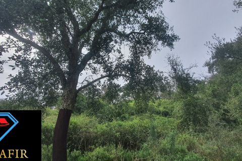 Helårsgrund i Tomar, Santarem, Tomar - € 6.500 | Ref: 00623 - foto 4