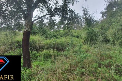 Helårsgrund i Tomar, Santarem, Tomar - € 6.500 | Ref: 00623 - foto 8
