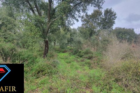 Helårsgrund i Tomar, Santarem, Tomar - € 6.500 | Ref: 00623 - foto 9