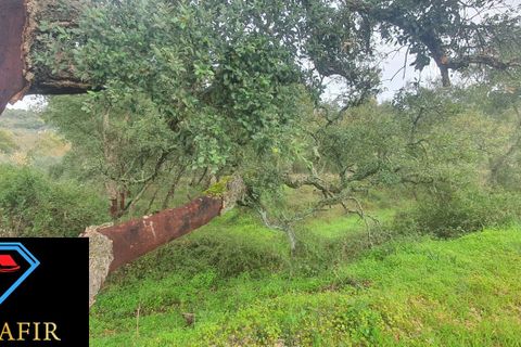 Helårsgrund i Tomar, Santarem, Tomar - € 6.500 | Ref: 00623 - foto 13