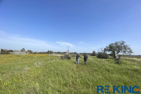 Terra a Galatone, Lecce, Galatone - € 10.000 | Ref: TA178 - foto 4