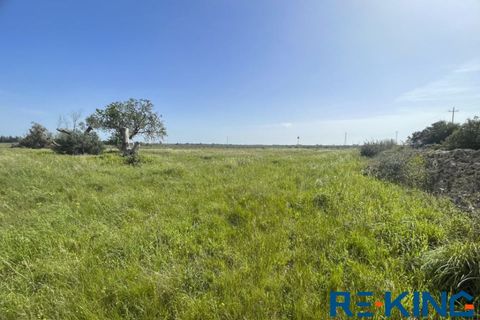 Terra a Galatone, Lecce, Galatone - € 10.000 | Ref: TA178 - foto 5